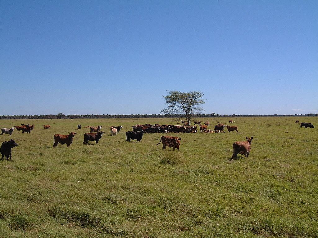 The Gran Chaco A Blend of Biodiversity and Challenges LAC Geo